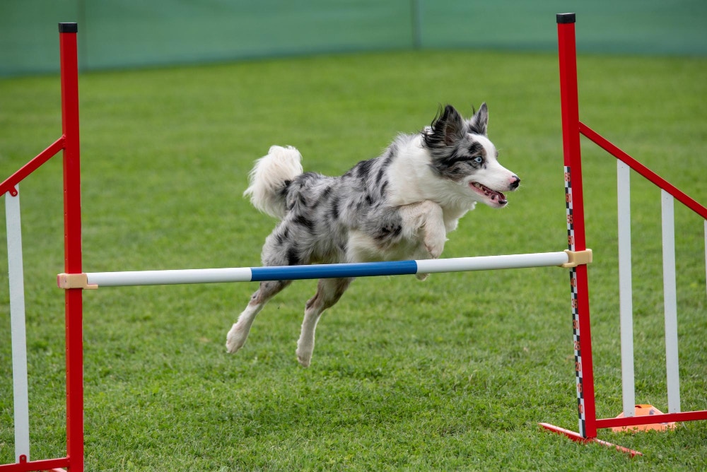 agility-border-collie.jpg