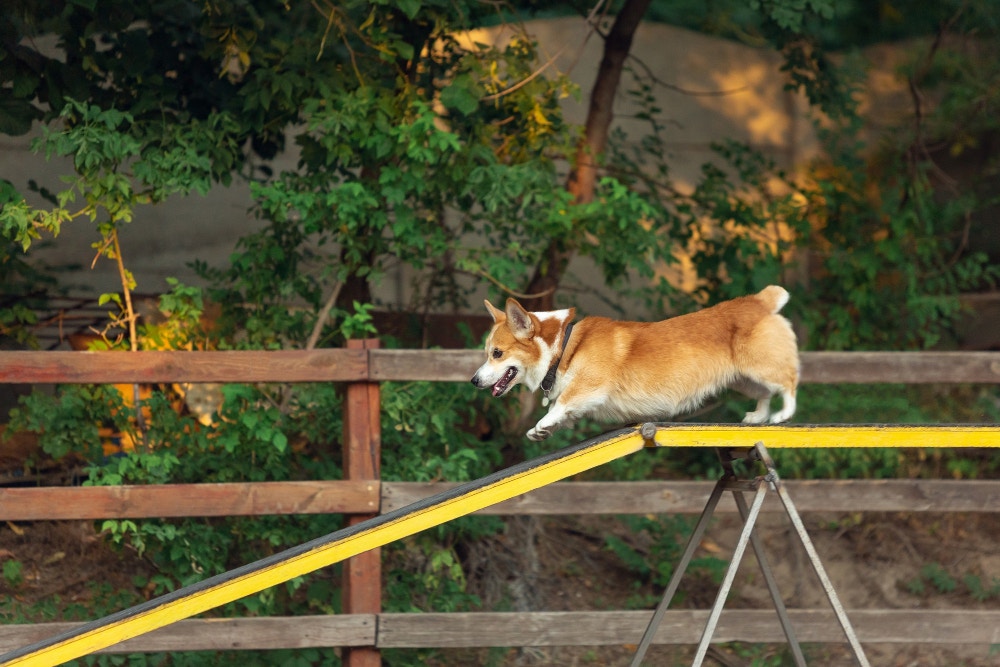 agility-corgi.jpg