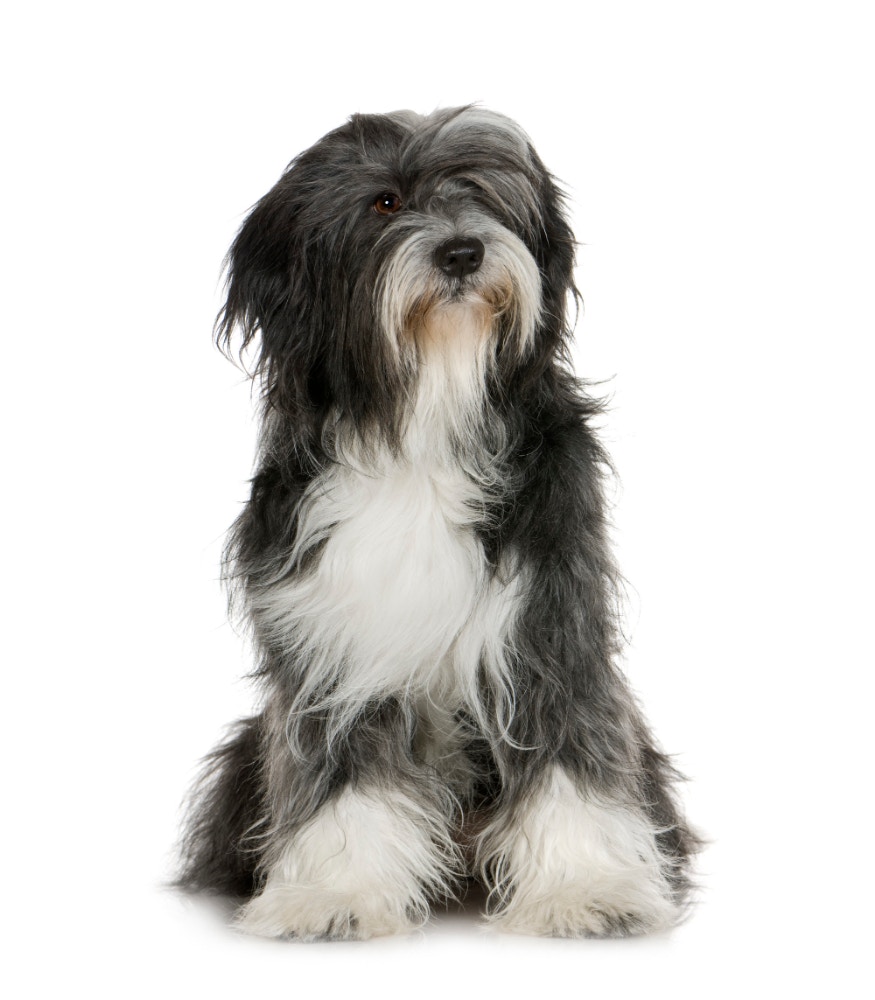 bearded-collie.jpg