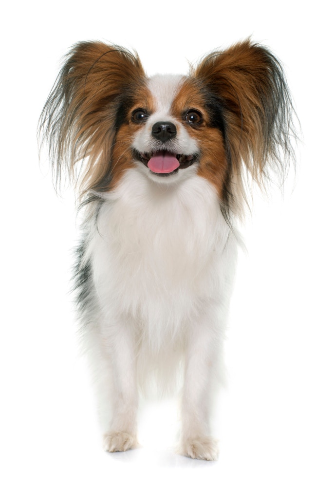 papillon.jpg